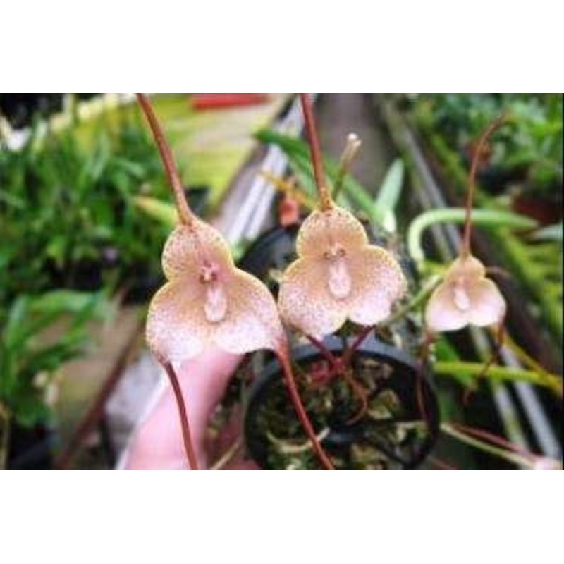 Dracula psittacina (aaporchidee)