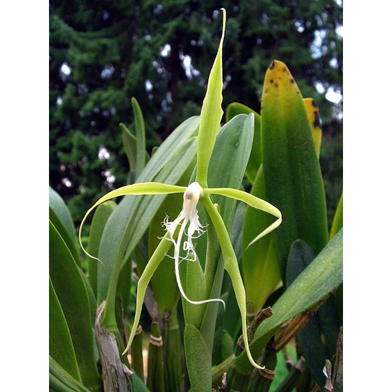 Encyclia ciliaris (Special Type White Big Bulbs)