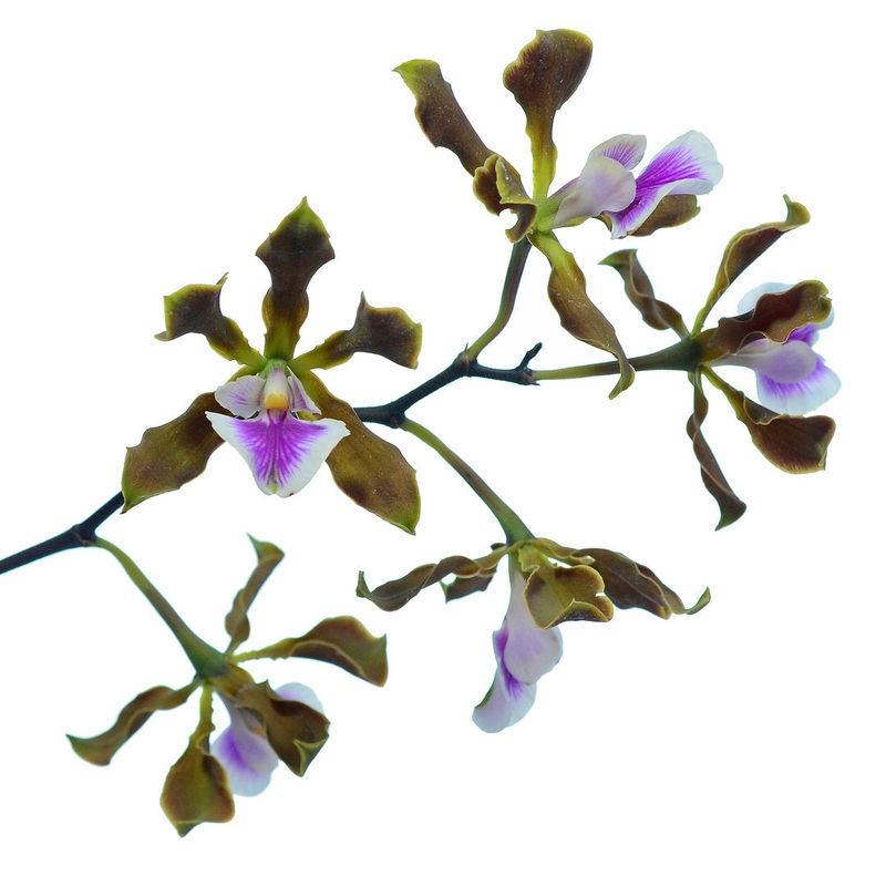 Encyclia randii