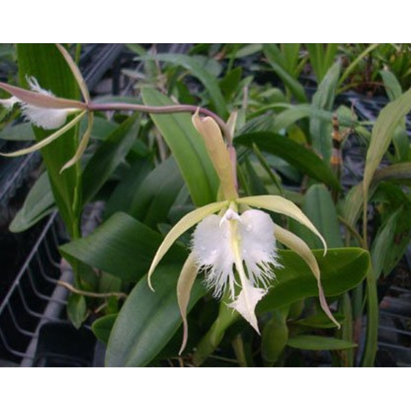 Epidendrum ciliare x Brassavola digbyana