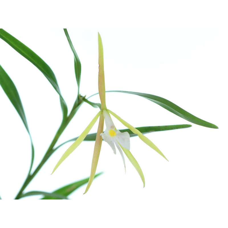 Epidendrum plurifolionocturnum