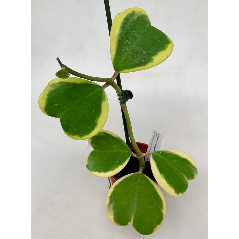 Hoya kerrii Variegata (2-3 Leaves)