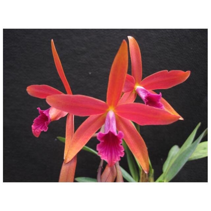 Laelia Zip (C. tenebrosa x C. milleri)