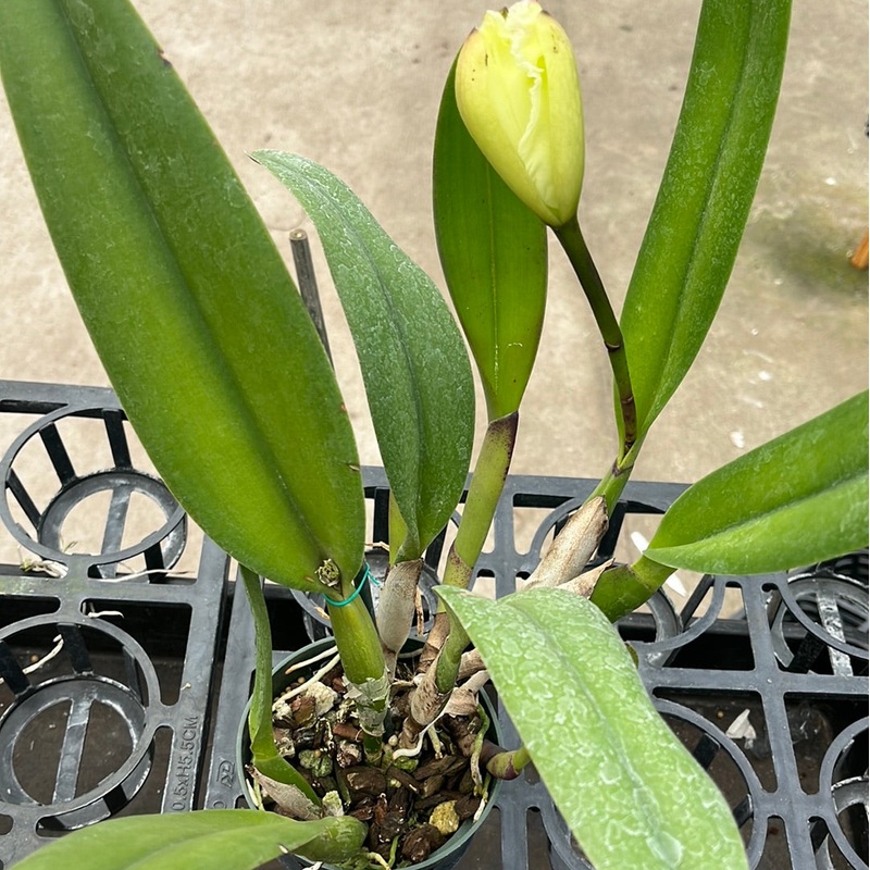Laeliocattleya Haw Yuan Angel ‘Little Beauty’