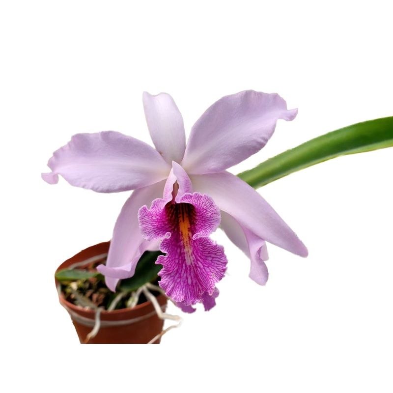 Laeliocattleya Uzhupud Night