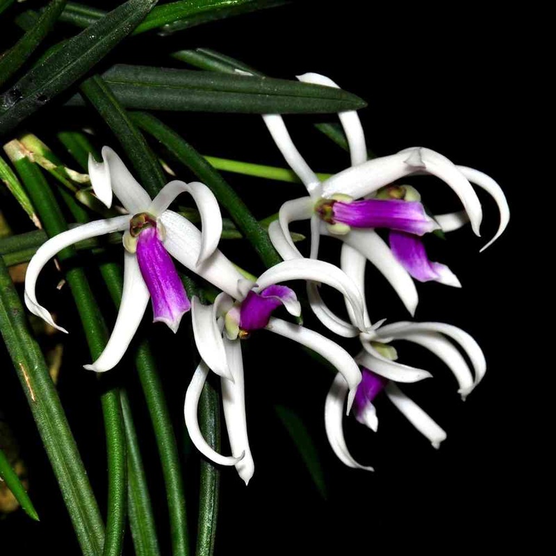 Leptotes bicolor