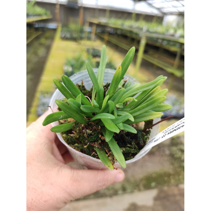 Masdevallia falcago