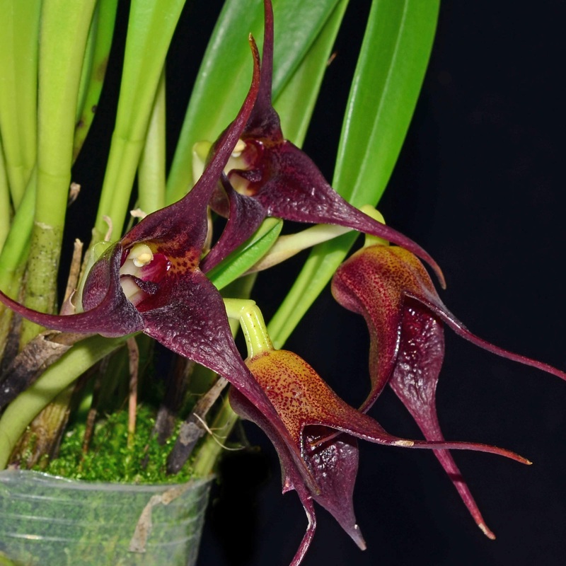 Masdevallia rufolutea