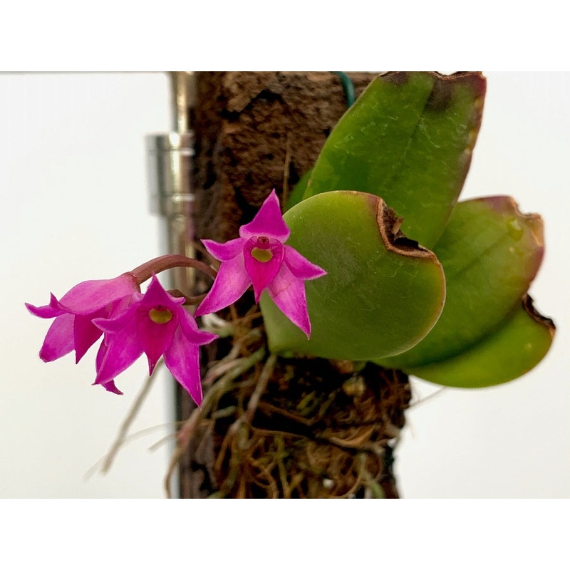 Meiracyllium trinasutum|Nee|Ja