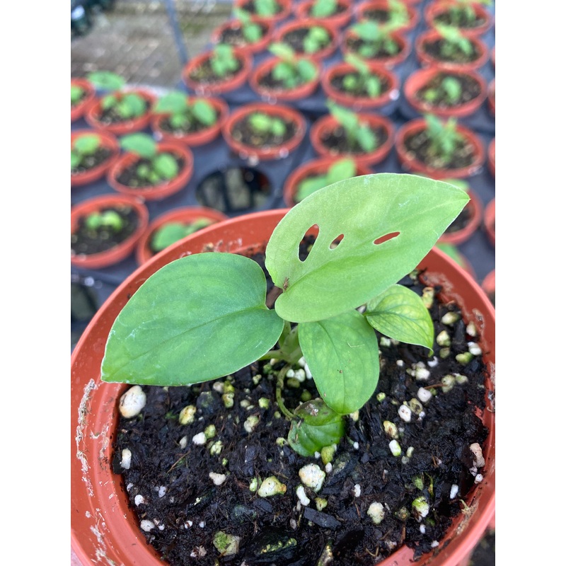 Monstera Esqueleto (seedling)