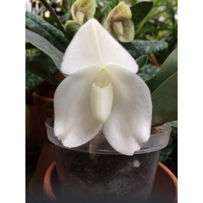 Paphiopedilum bellatulum alba Snow-White x Sib
