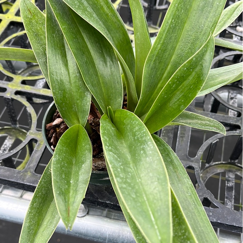 Paphiopedilum Cocoa Motto Kitty x paph. Yi-Ying Twinkling Stars