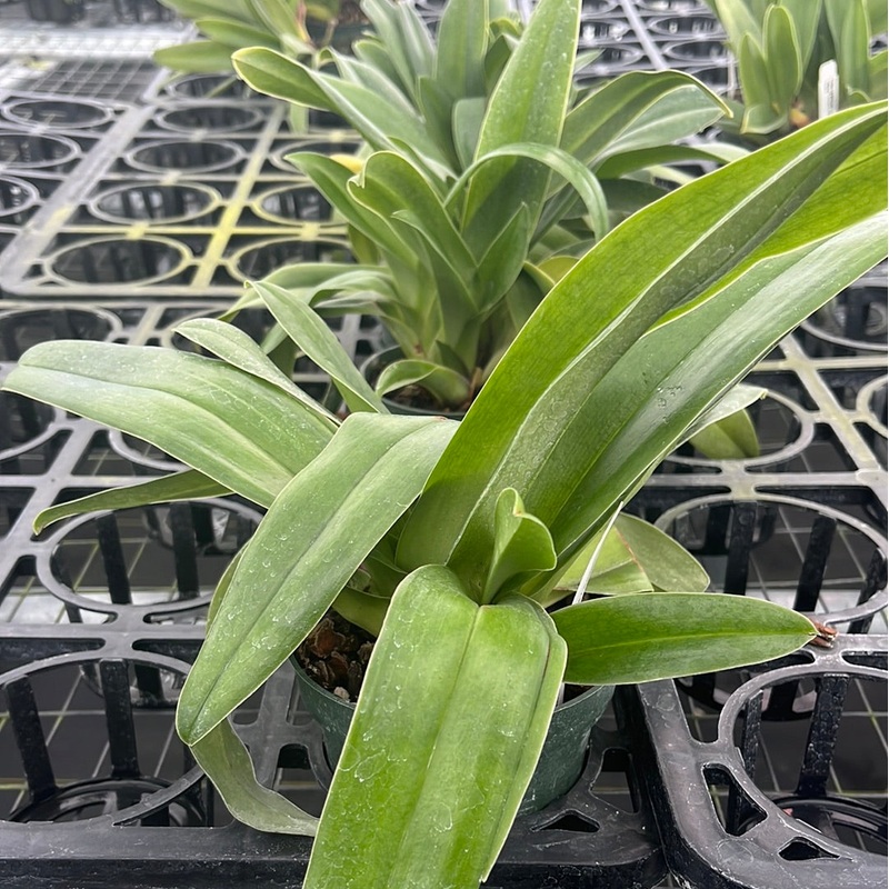 Paphiopedilum Cocoa Victoria