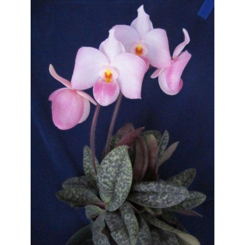 Paphiopedilum delenatii Giant Flower Type