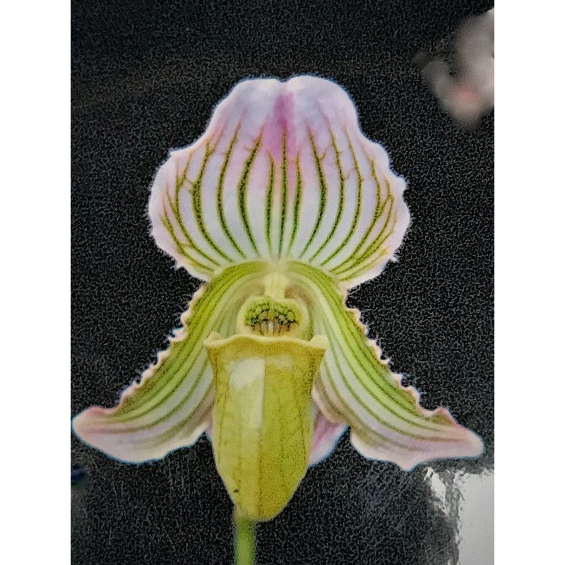 Paphiopedilum fairrieanum semi alba