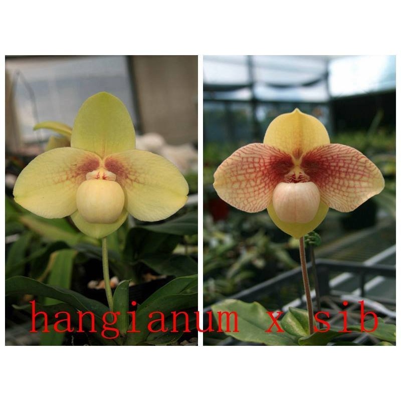 Paphiopedilum hangianum #102 x hangianum #100