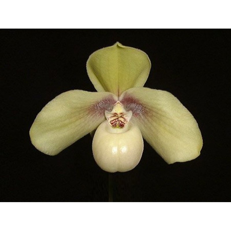 Paphiopedilum hangianum Select Big