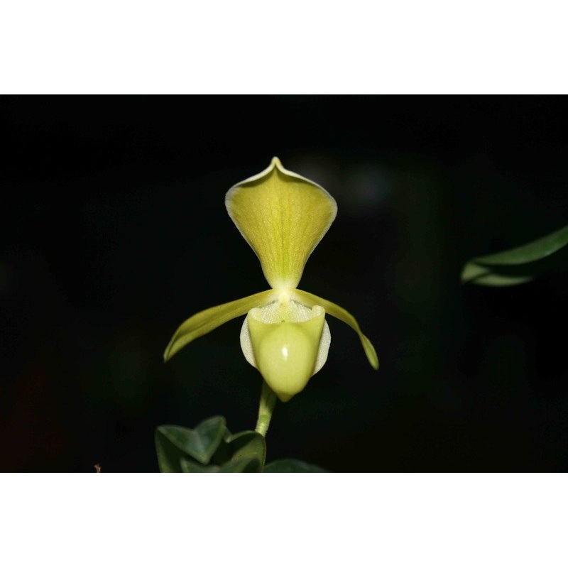 Paphiopedilum helenae Alba|6 cm|Nee|Ja