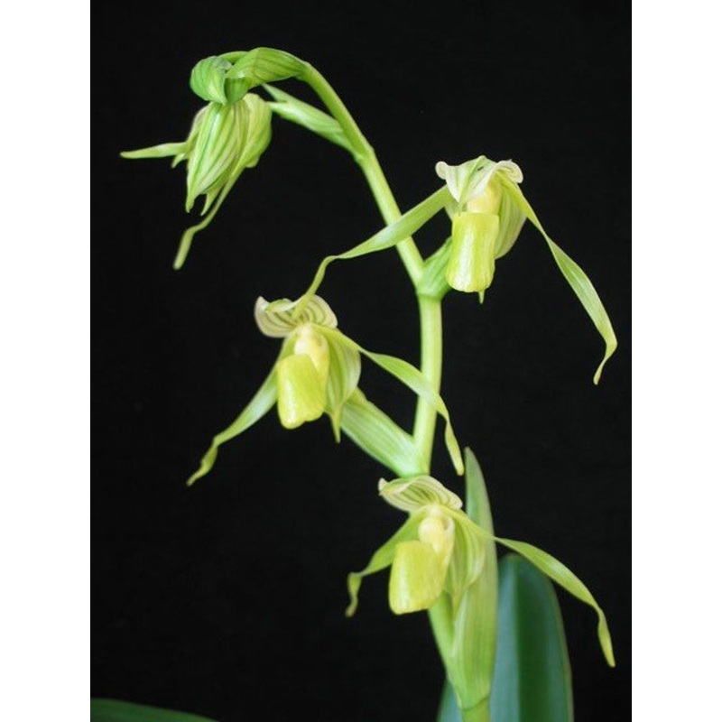 Paphiopedilum kolopakingii f.katheriae ( Alba ) x ‘Green Rainbow’ x self