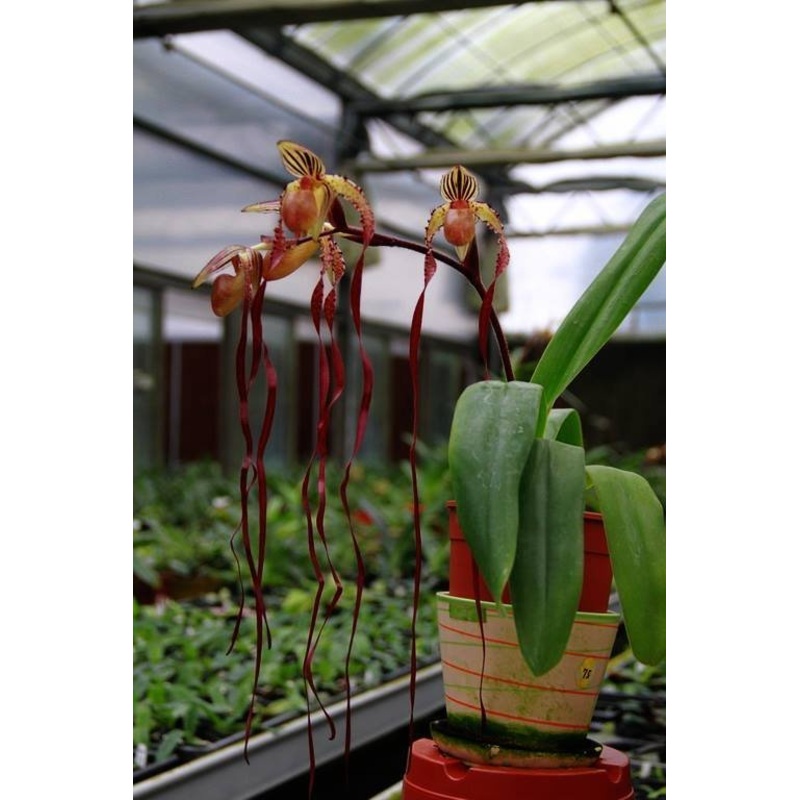 Paphiopedilum Michael Koopowitz Select x sanderianum Select