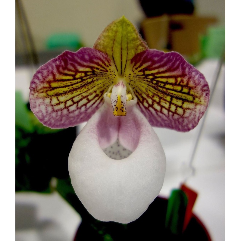 Paphiopedilum micranthum var. eburneum