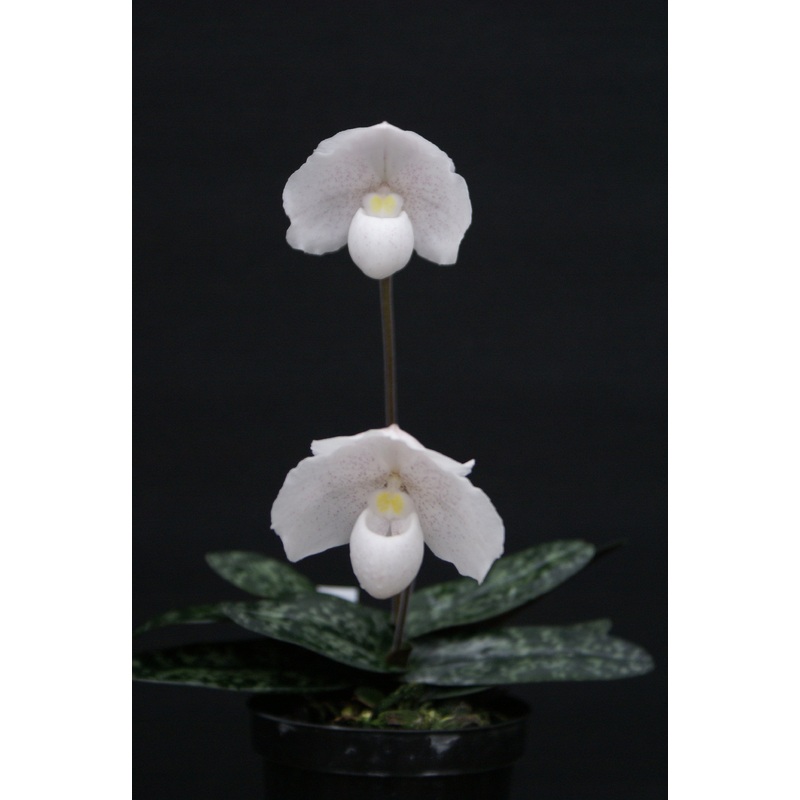 Paphiopedilum niveum|10 cm|Nee|Ja