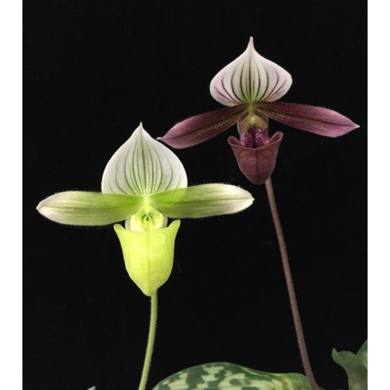 Paphiopedilum purpuratum x Paphiopedilum purpuratum alba
