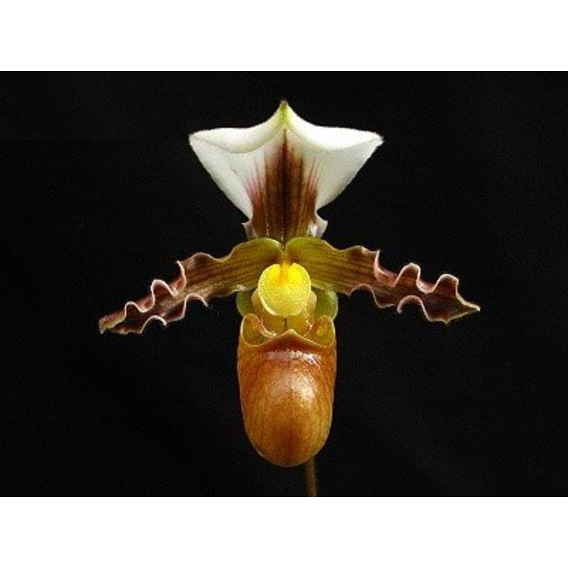 Paphiopedilum tranlienianum|9 cm|Nee|Ja