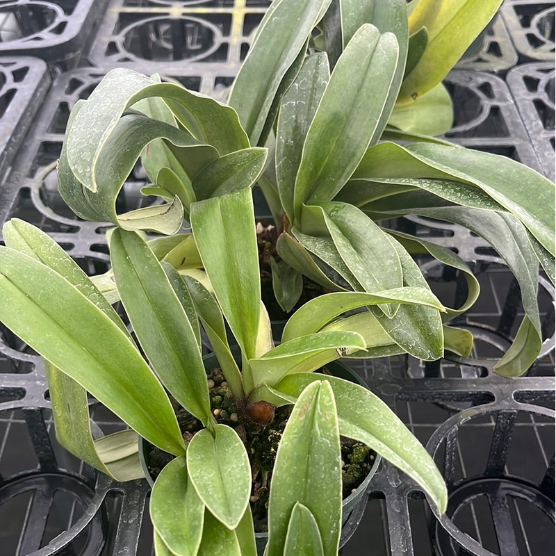 Paphiopedilum Tree of Enzan x paph. Cocoa sparkling Circle
