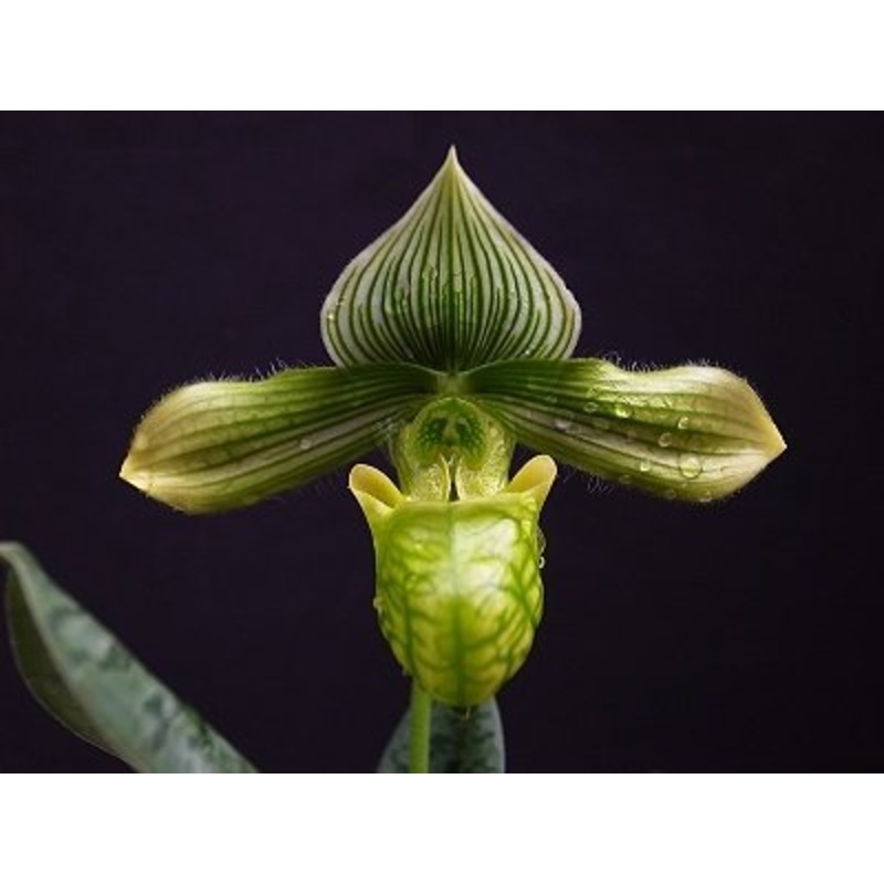 Paphiopedilum venustum alba Big Plant