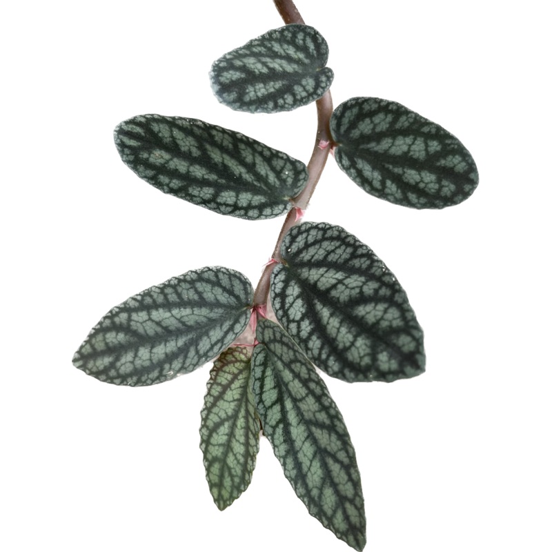Pellionia Pulchra