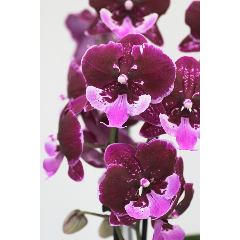 Phalaenopsis Chia Shing Hot Kiss Liu’s (Yu Pin Fireworks x Chia-Shing Focus)