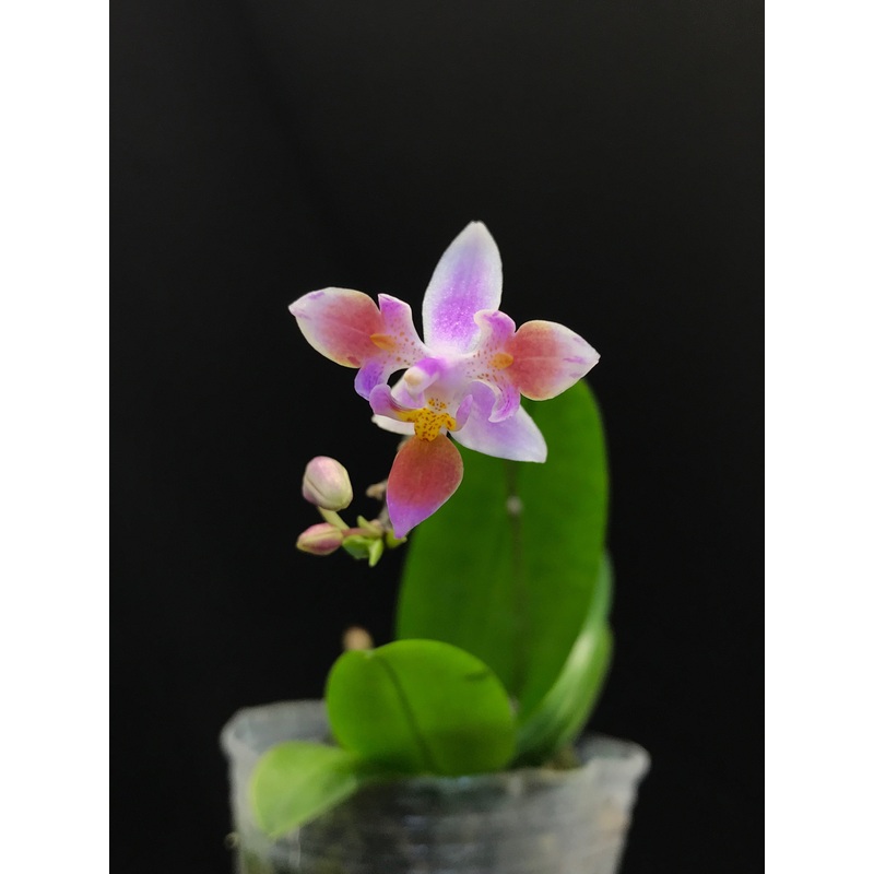Phalaenopsis equestris var. Peloric