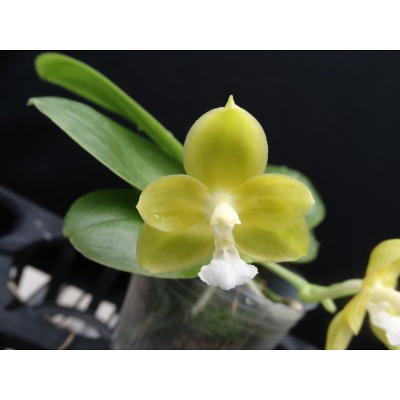 Phalaenopsis (Gelblieber x mannii)