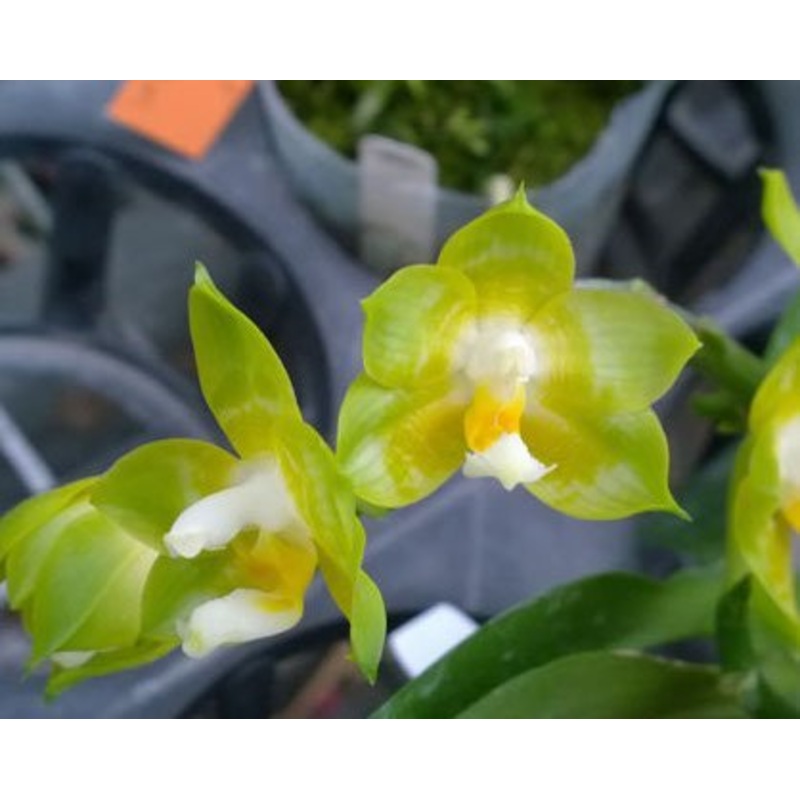 Phalaenopsis Joy Spring Canary Joy