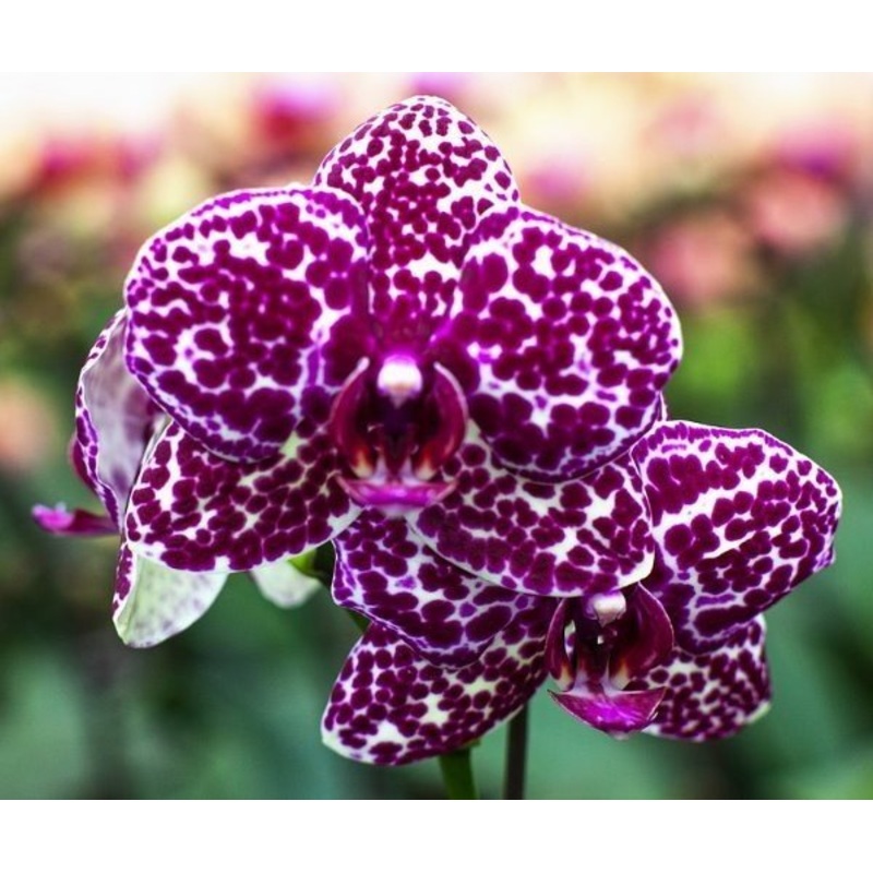 Phalaenopsis Lioulin Wild Cat|12 cm|Nee|Ja