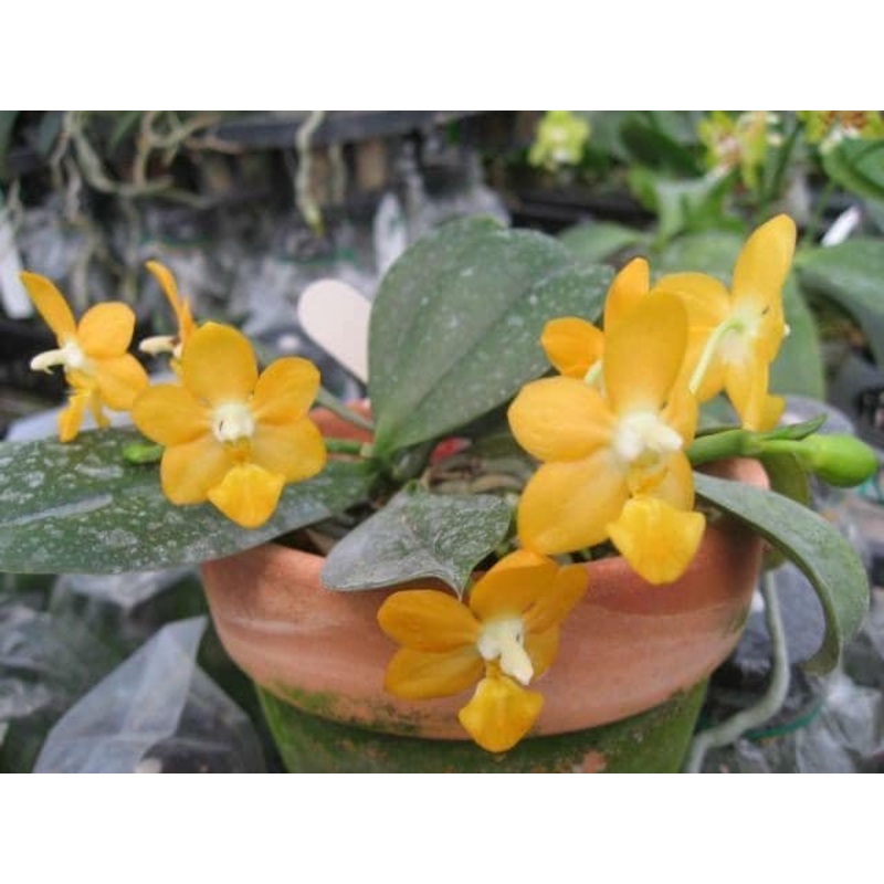 Phalaenopsis Liu’s Gold Coin|6 cm|Nee|Ja