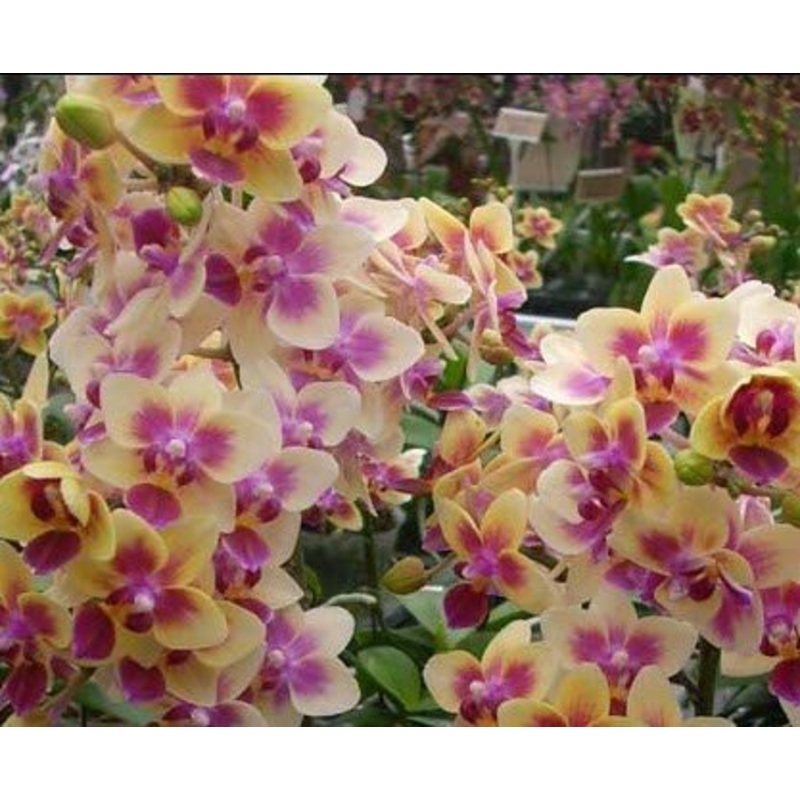 Phalaenopsis Sogo Gotris|10 cm|Nee|Ja