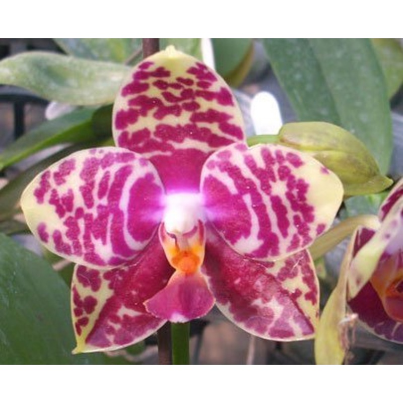 Phalaenopsis Sogo Lobby Light Type