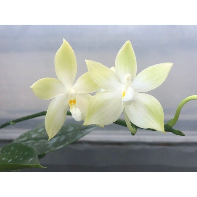 Phalaenopsis speciosa GreenBig Plant