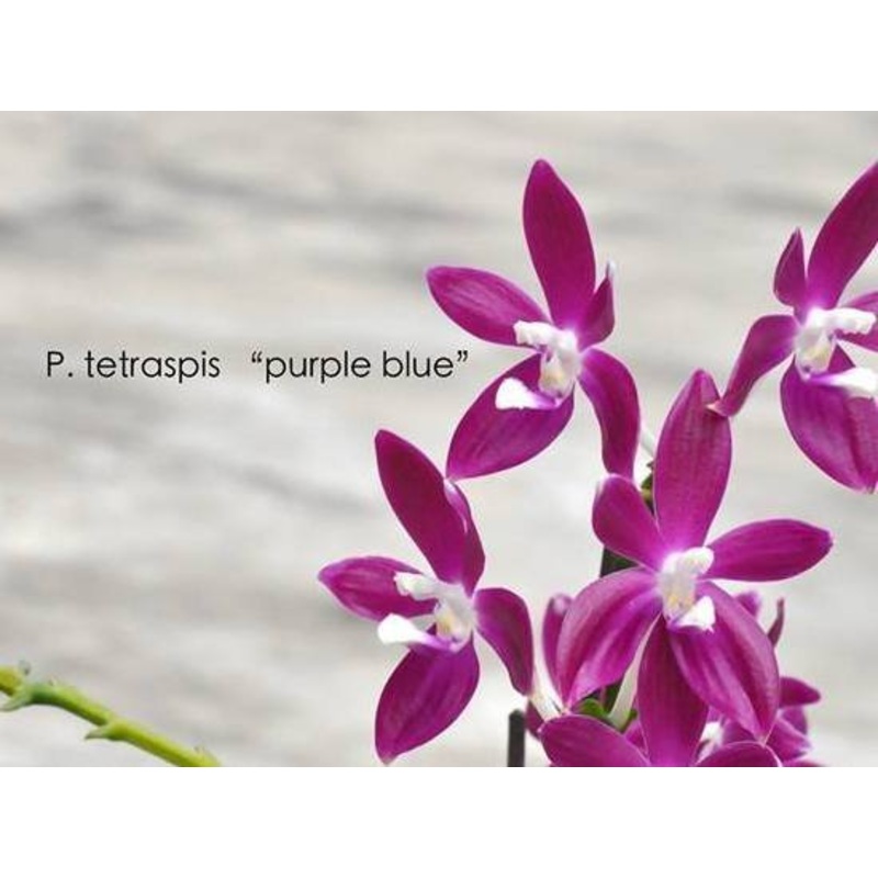 Phalaenopsis tetraspis Purple|12 cm|Nee|Ja