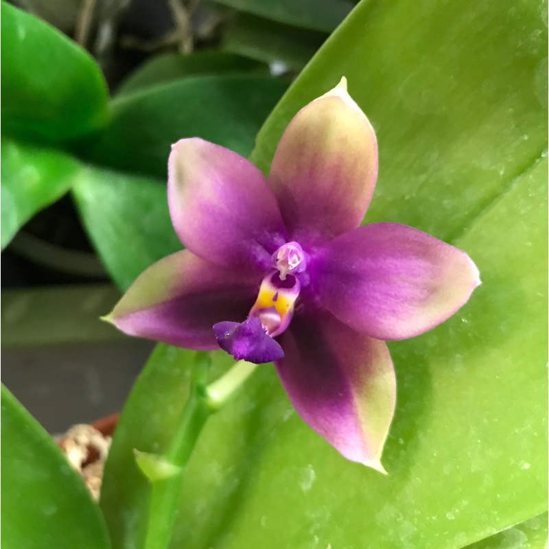 Phalaenopsis Yaphon Pinpon x Phalaenopsis violacea