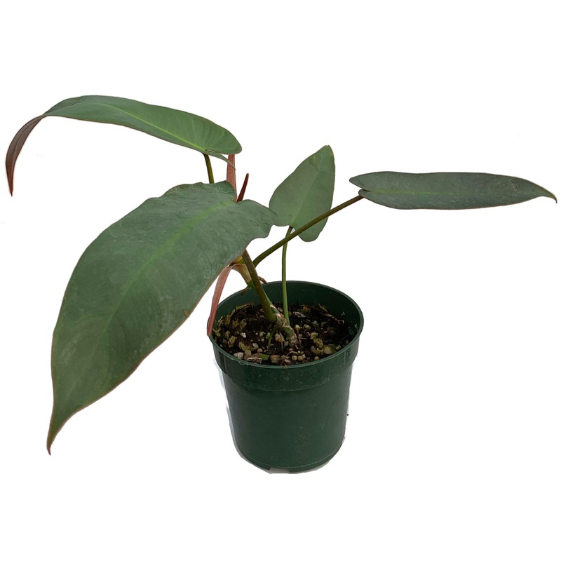 Philodendron atabapoense (seedling)