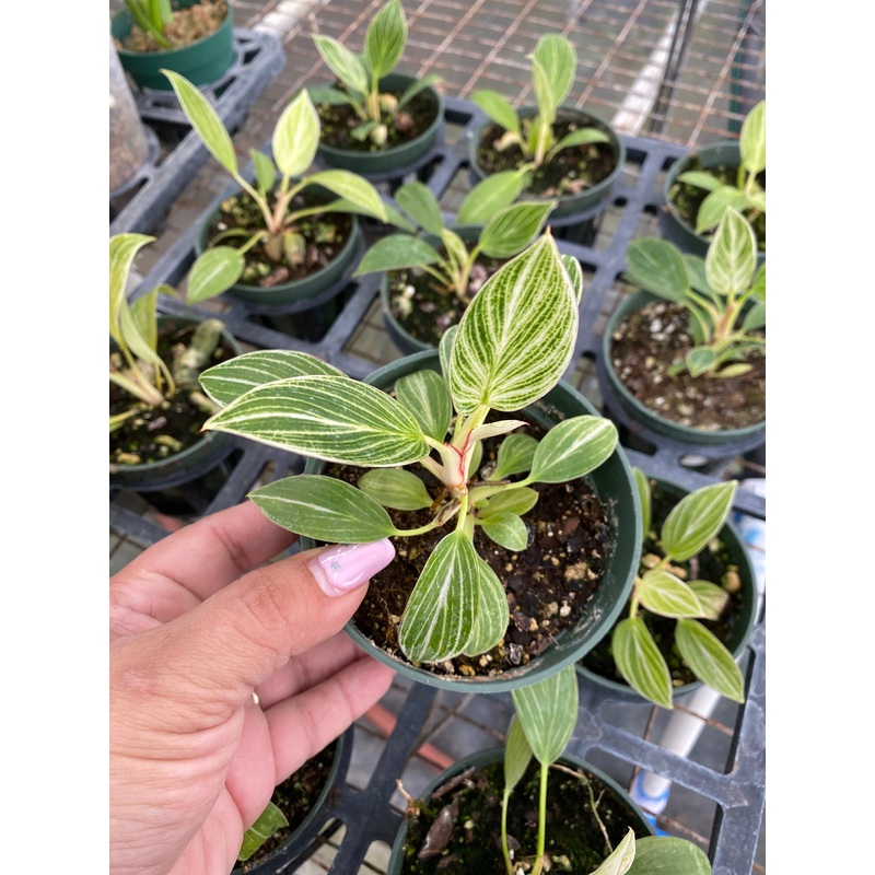Philodendron Birkin ‘floral’ (seedling)