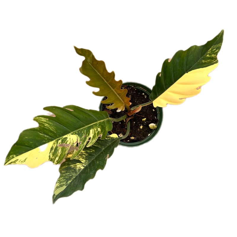 Philodendron Caramel marble (seedling)