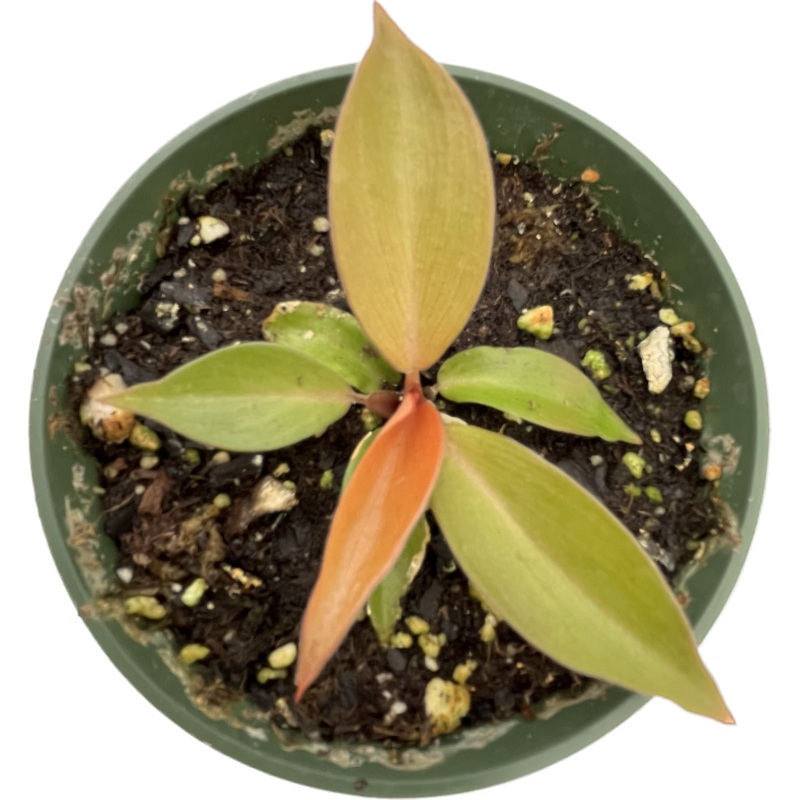 Philodendron Cherry Red – seedling