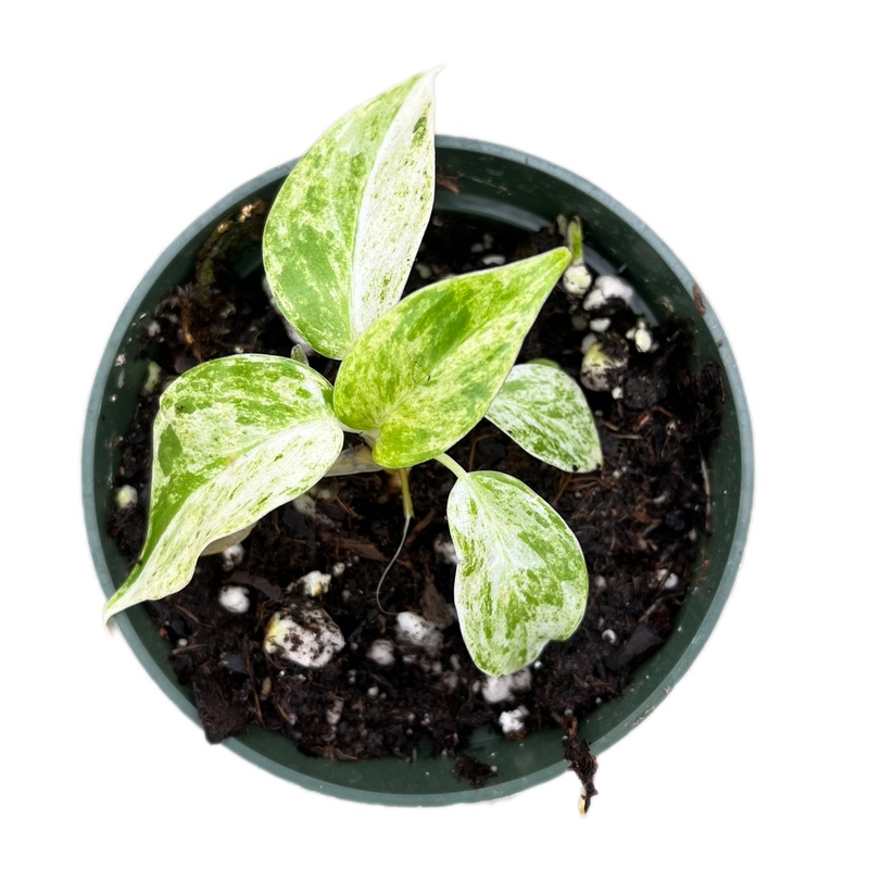 Philodendron giganteum ‘Blizzard’ (seedling)
