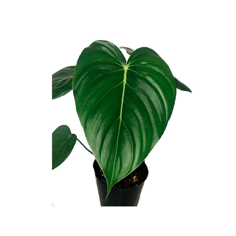 Philodendron McDowell cf (seedling)