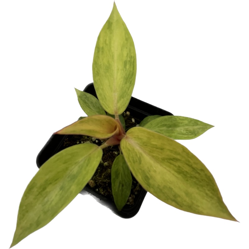 Philodendron Orange Marmalade – seedling
