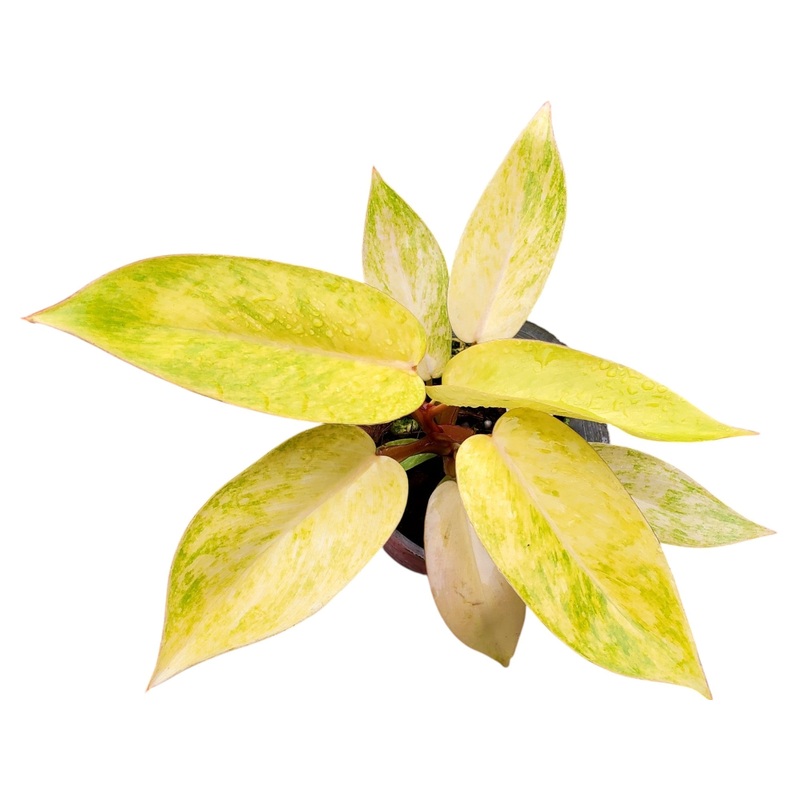 Philodendron Painted Lady (seedling)